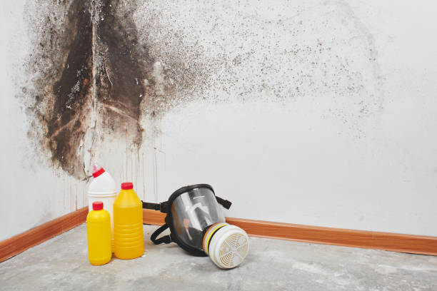 Best Attic Mold Removal  in Nogales, AZ