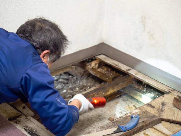 Best Water Damage Restoration  in Nogales, AZ