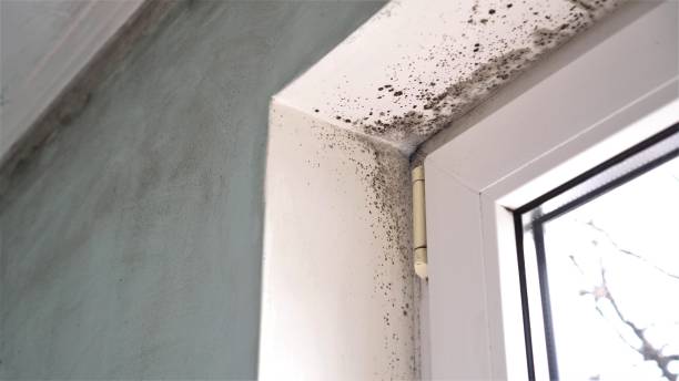 Best Mold Testing  in Nogales, AZ