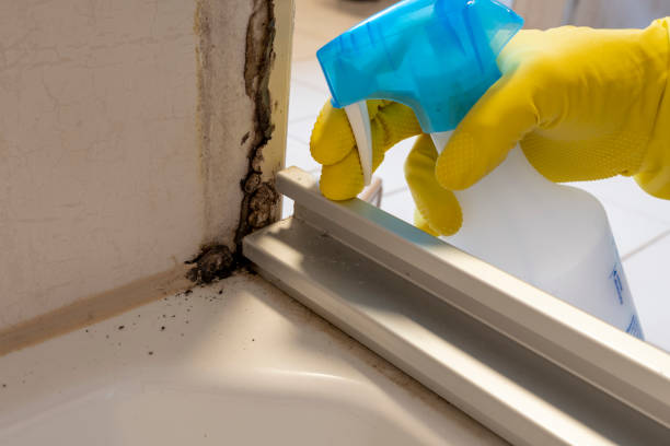 Best Professional Mold Removal  in Nogales, AZ