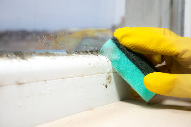 Best Mold Removal Process  in Nogales, AZ