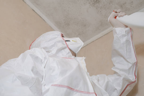 Best Black Mold Removal  in Nogales, AZ