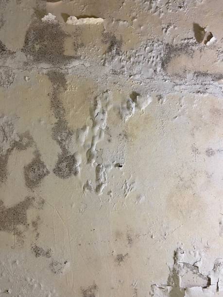 Best Mold Cleaning Services  in Nogales, AZ
