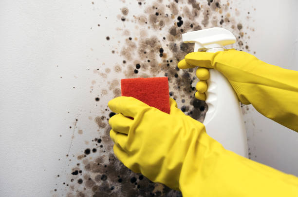 Best Home Mold Removal  in Nogales, AZ