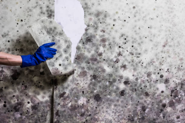 Best Crawl Space Mold Removal  in Nogales, AZ