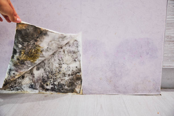 Mold Removal Process in Nogales, AZ